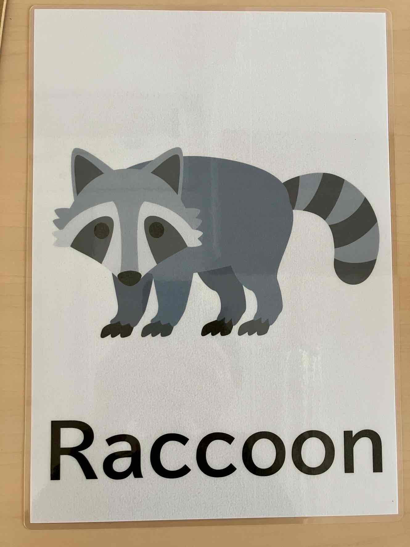racoon